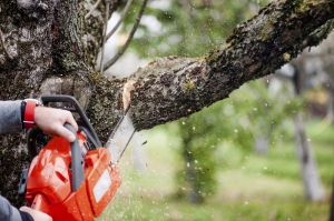 How to Choose the Right Tree Cutting Services for Commercial Properties?