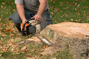 What To Do After Stump Removal? A Comprehensive Guide To Next Steps