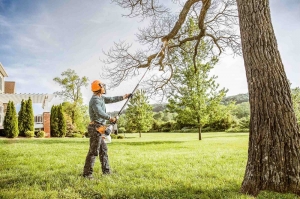The Impact of Professional Tree Removal in Property Management