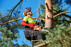 Why is Professional Tree Removal Crucial for Property Health?