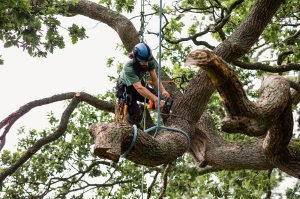 How do you choose the right tree cutting service for your needs?